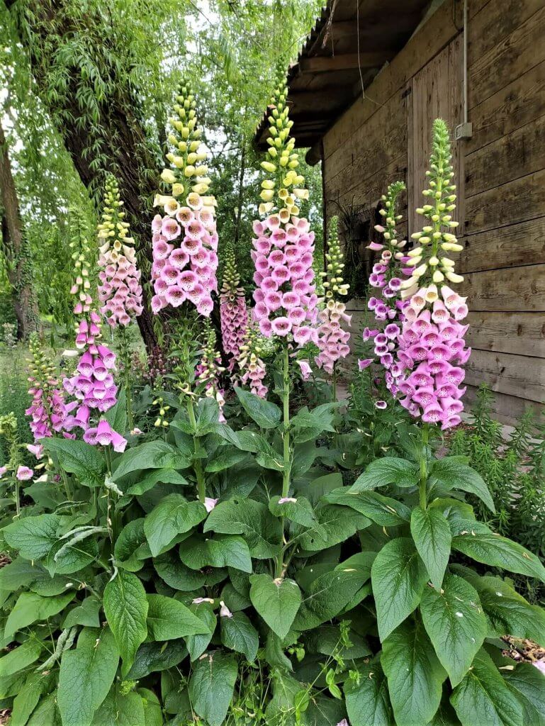 image37