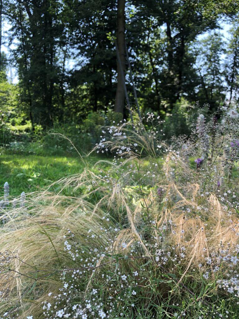 stipa ok 1
